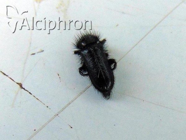 Enicopus pilosus