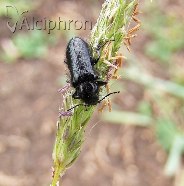 Enicopus pilosus