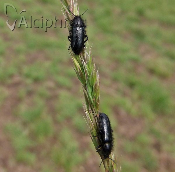 Enicopus pilosus