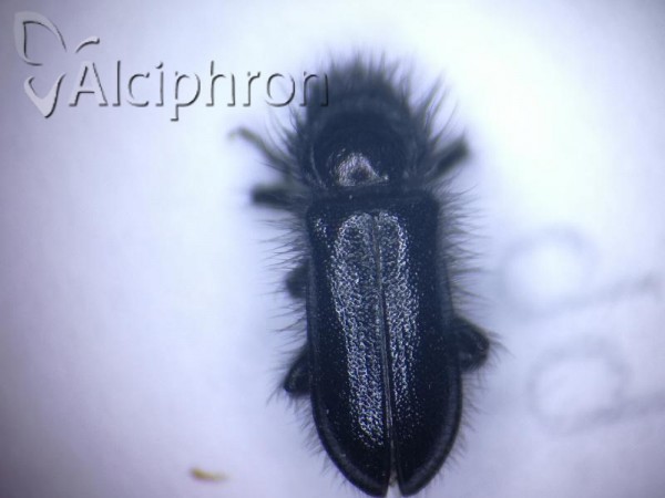 Enicopus pilosus