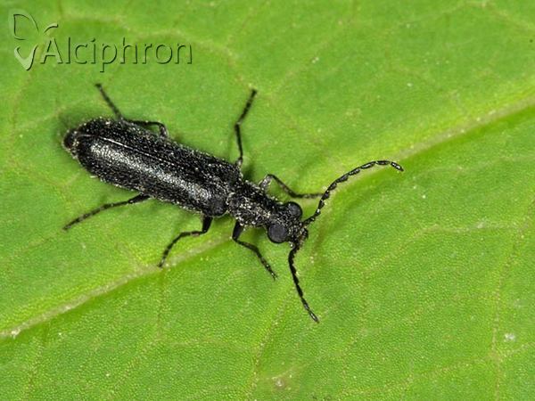 Dasytes aeratus