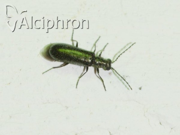 Dasytes aeratus