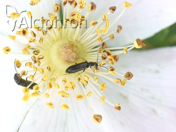 Dasytes virens