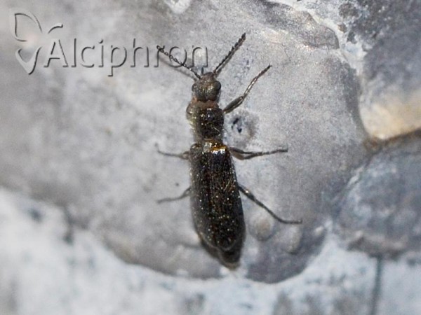 Dasytes virens