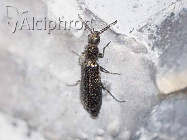 Dasytes virens