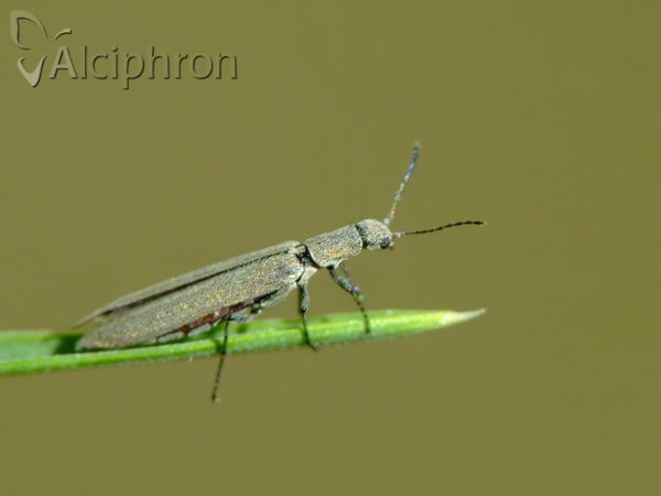 Dolichosoma lineare