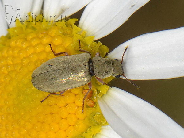 Danacea nigritarsis