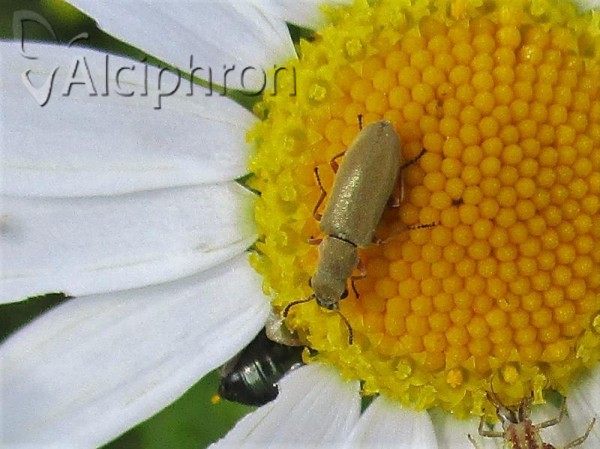 Danacea nigritarsis