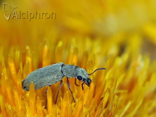 Danacea pallipes
