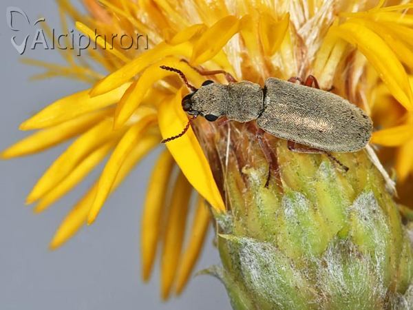 Danacea pallipes