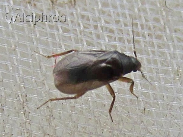 Ceratocombus coleoptratus