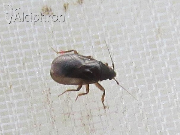 Ceratocombus coleoptratus
