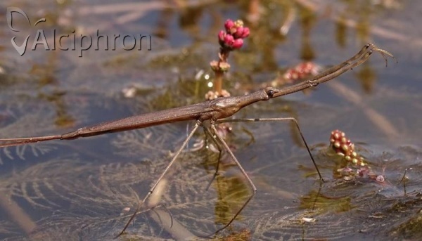Ranatra linearis
