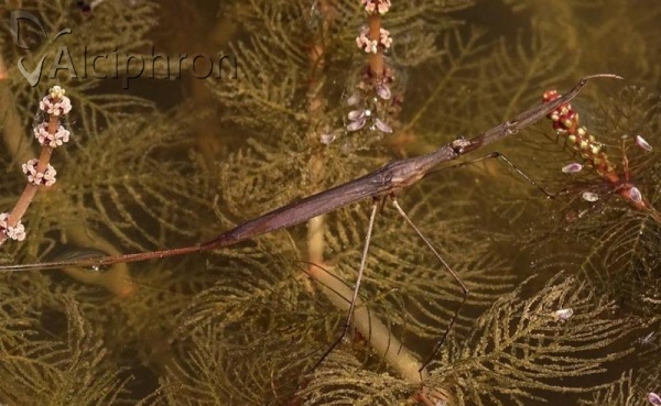 Ranatra linearis