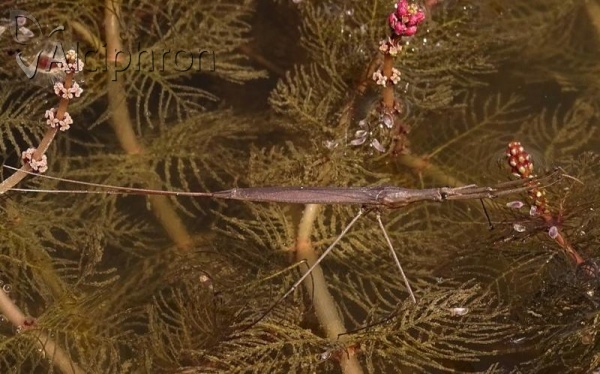 Ranatra linearis