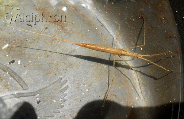 Ranatra linearis