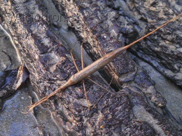 Ranatra linearis