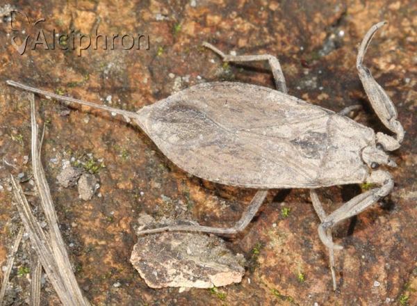 Nepa cinerea