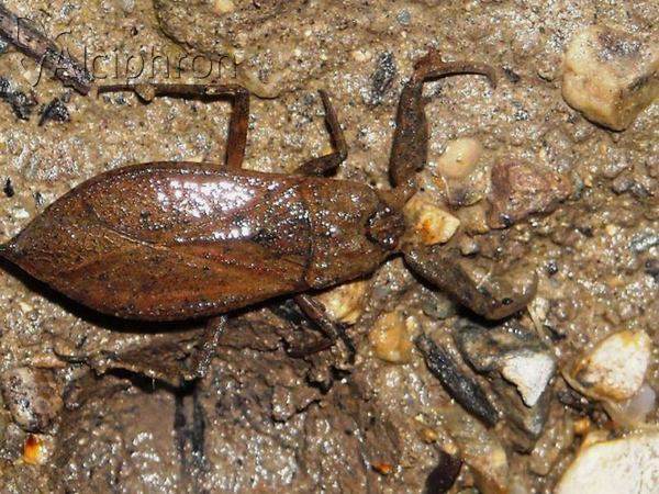 Nepa cinerea
