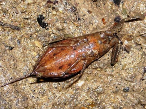 Nepa cinerea