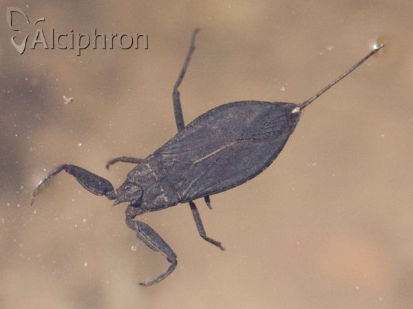 Nepa cinerea
