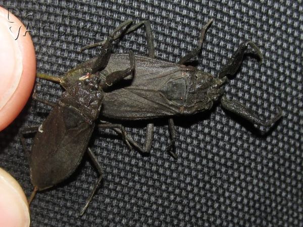 Nepa cinerea