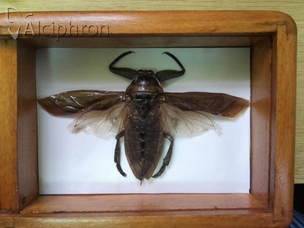 Lethocerus patruelis