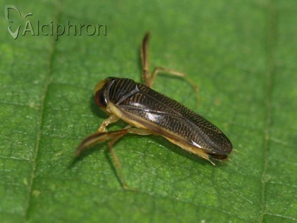 Sigara striata