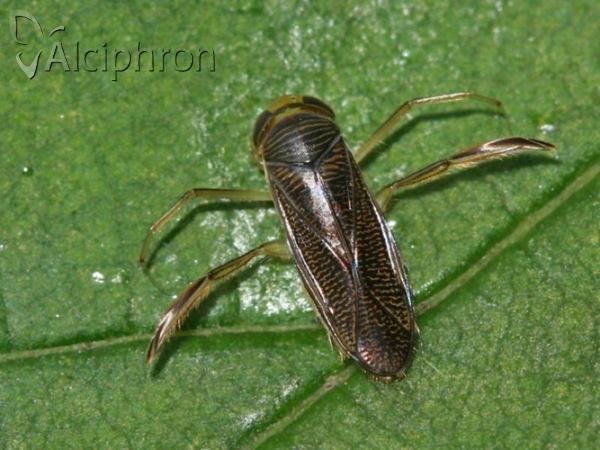 Sigara striata