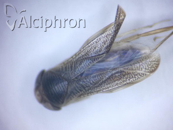 Sigara lateralis
