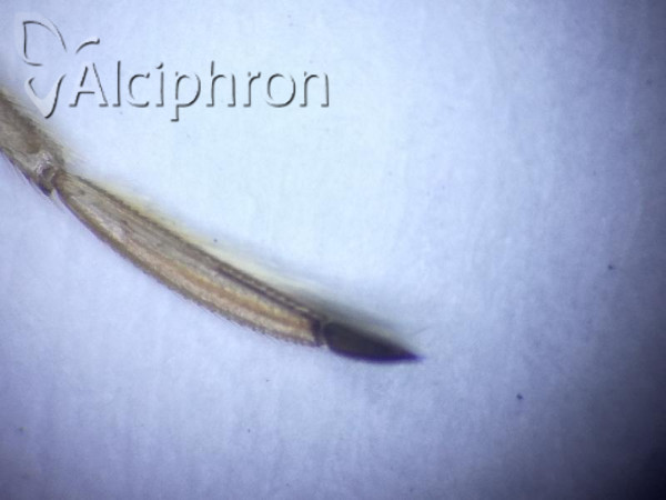 Sigara lateralis