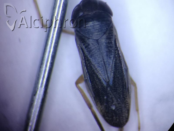 Sigara lateralis