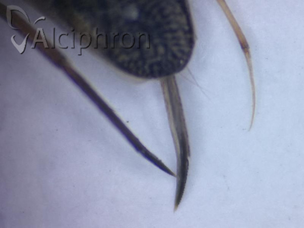 Sigara lateralis