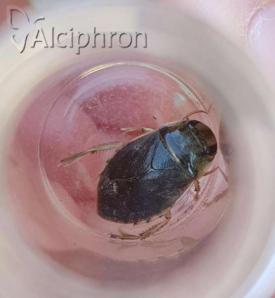 Ilyocoris cimicoides