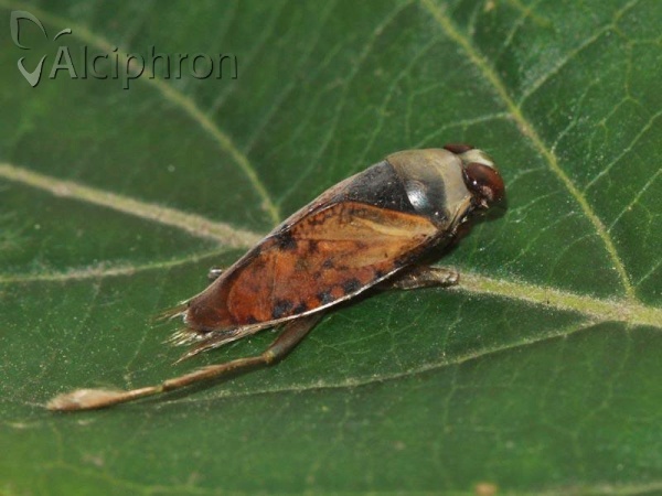 Notonecta glauca