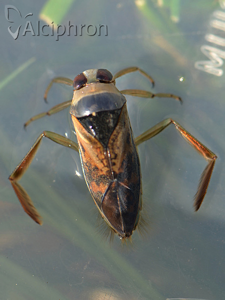 Notonecta glauca