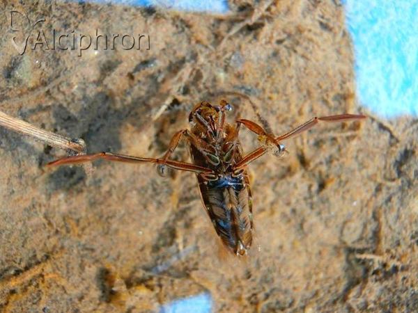 Notonecta glauca
