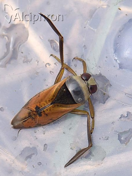 Notonecta glauca