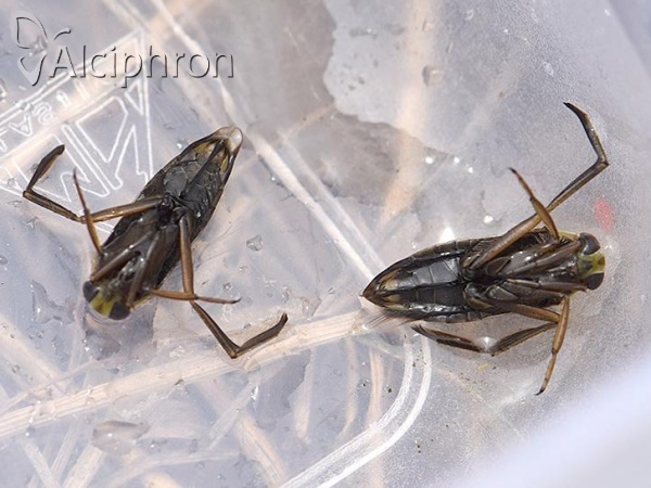 Notonecta glauca