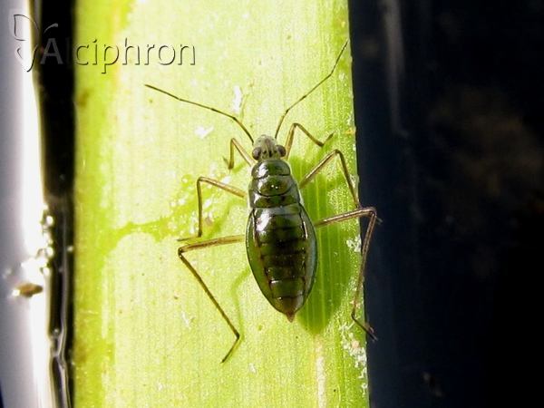 Mesovelia furcata