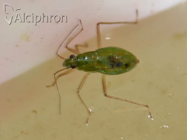 Mesovelia furcata