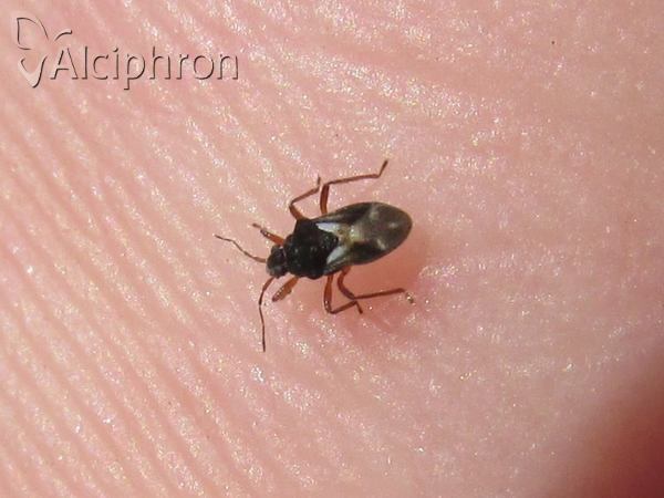 Hebrus pusillus