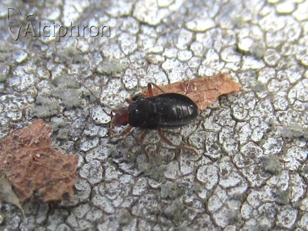 Hebrus ruficeps