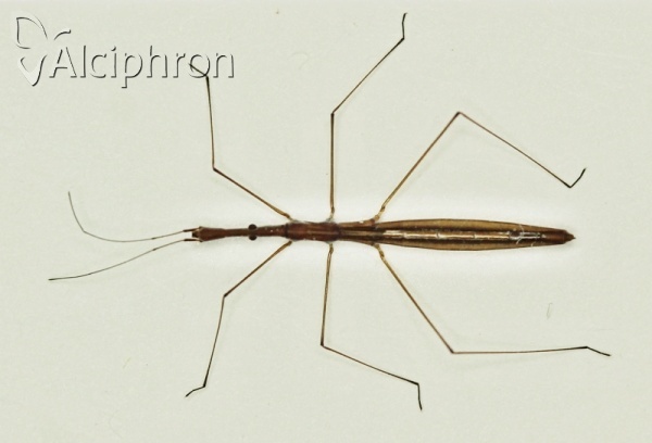 Hydrometra gracilenta