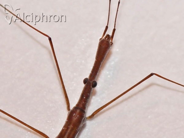 Hydrometra gracilenta
