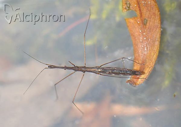Hydrometra stagnorum