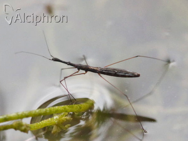 Hydrometra stagnorum