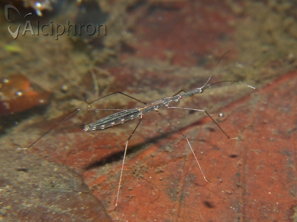 Hydrometra stagnorum