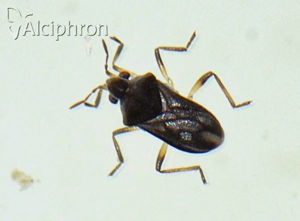 Microvelia reticulata