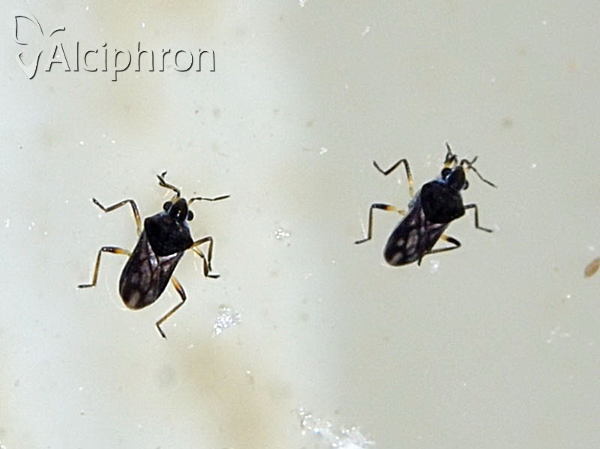 Microvelia reticulata